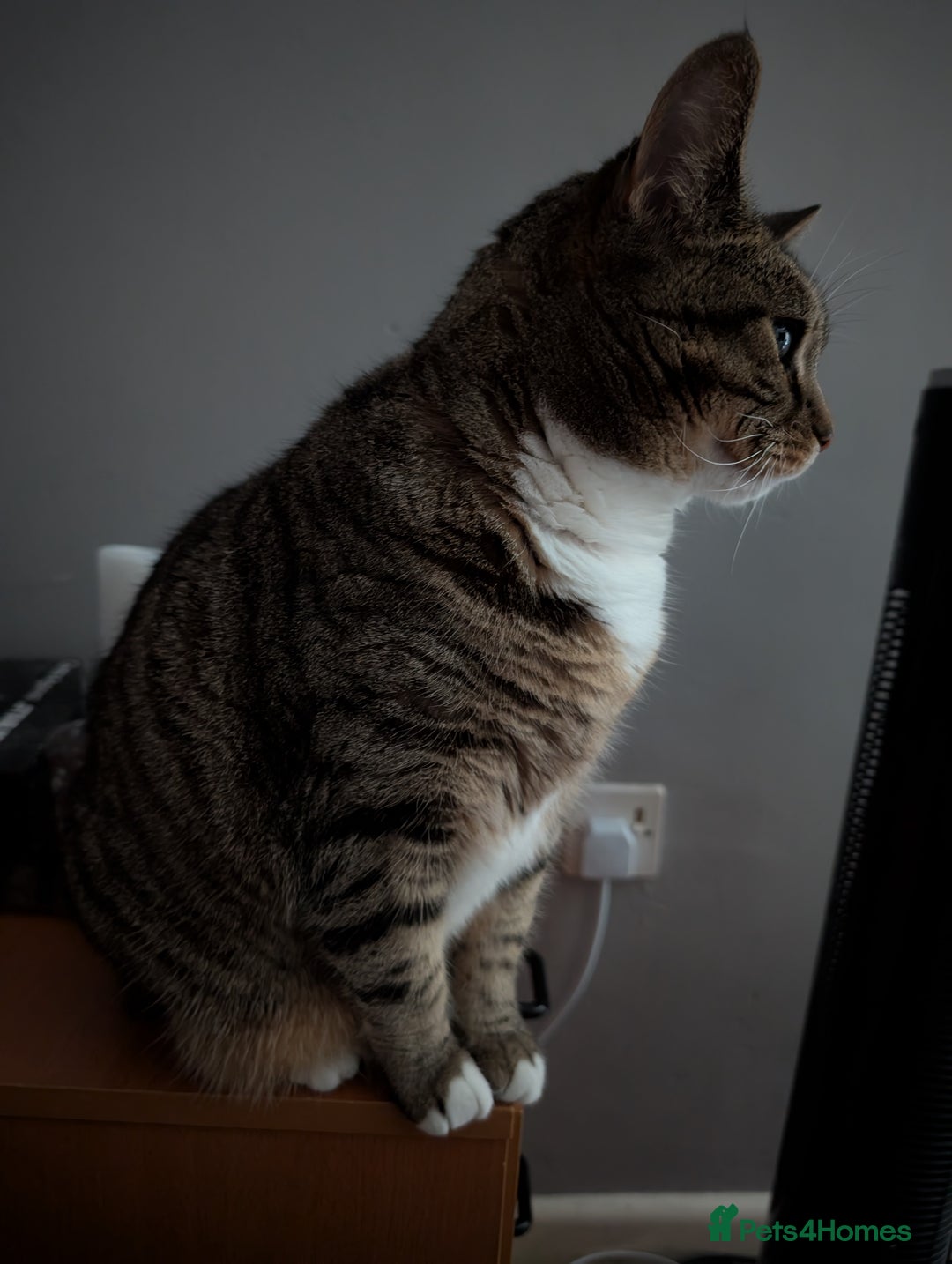 Mixed Breed cats for sale: Ripley - free to a good home - Image 7
