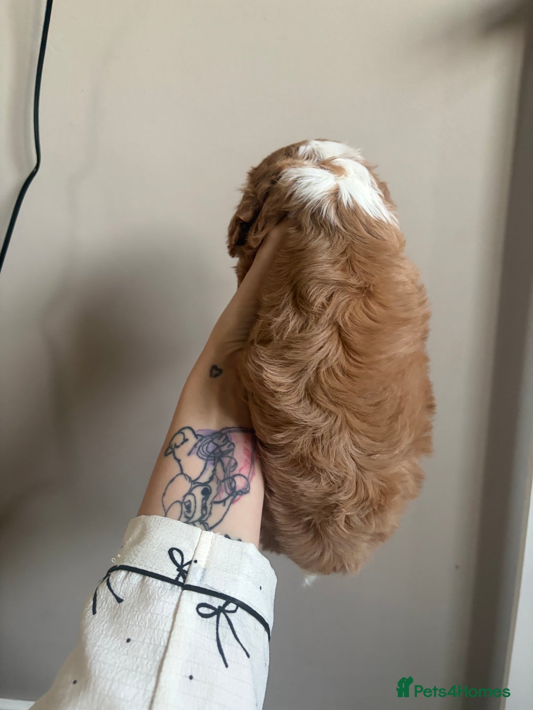 Cavalier King Charles Spaniel dogs for sale: Beautiful Cavalier King Charles Puppies - Advert 15