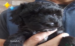 American Cocker Spaniel dogs for sale: SIX SNUGGLE MUFFINS AMERICAN COCKER, TOY POODLE - Image 19