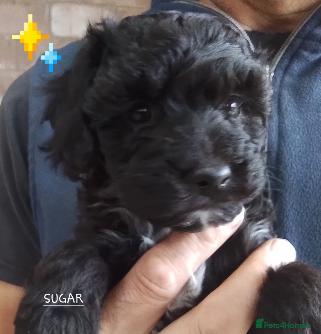 American Cocker Spaniel dogs for sale: SIX SNUGGLE MUFFINS AMERICAN COCKER, TOY POODLE - Image 19