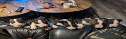 English Bull Terrier dogs for stud: Proven Bull Terrier studs - Advert 4