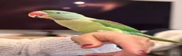 Parakeets birds for sale: DNA Certified Alexandrine Male Baby - Advert 5