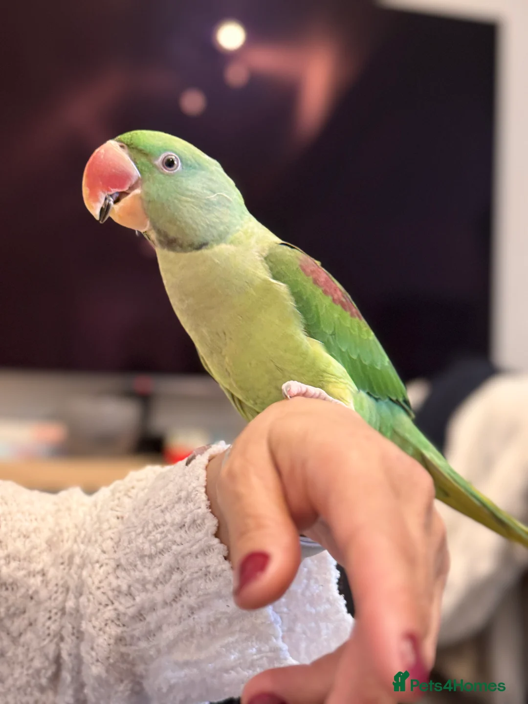 Parakeets birds for sale: DNA Certified Alexandrine Male Baby - Advert 5