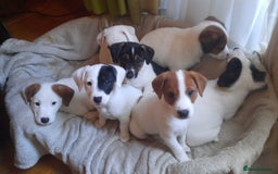 Jack Russell dogs for sale: Beautiful Jack Russel puppies - Image 1
