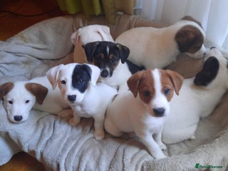 Jack Russell dogs - Advert 34