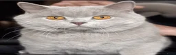 British Shorthair cats for sale: 2 British Blue Girls Looking for Forever homes in Glasgow - Advert 20