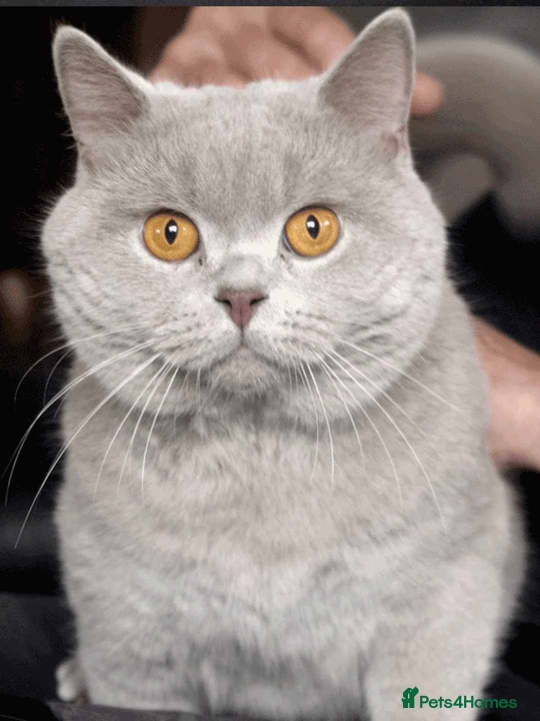 British Shorthair cats for sale: 2 British Blue Girls Looking for Forever homes in Glasgow - Advert 20