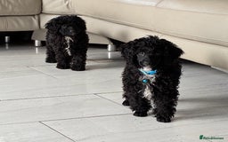 Miniature Poodle dogs for sale: Cavapoo poodle  - Image 6