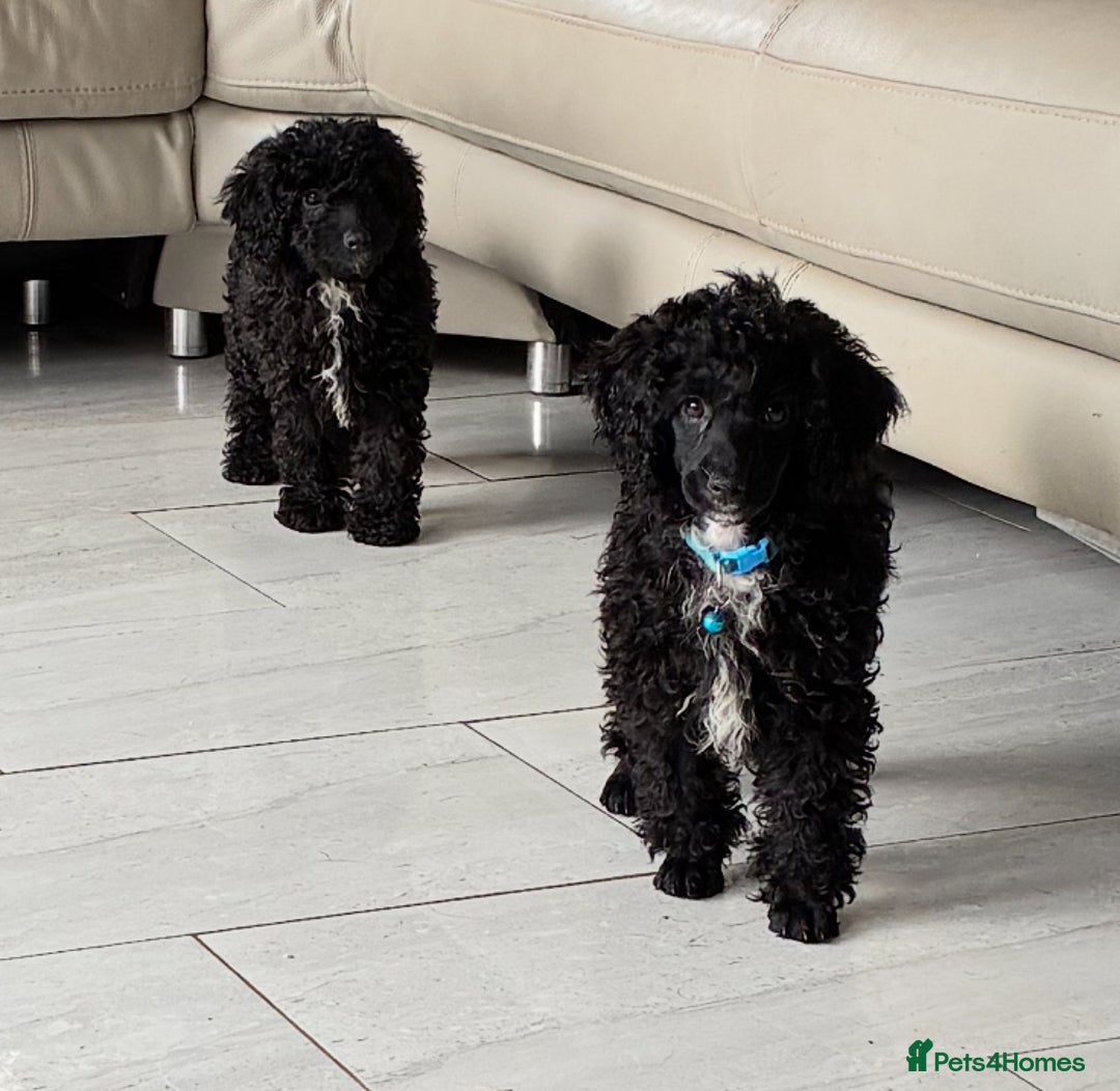 Miniature Poodle dogs for sale: Cavapoo poodle  - Image 6