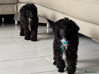 Miniature Poodle dogs - Advert 1