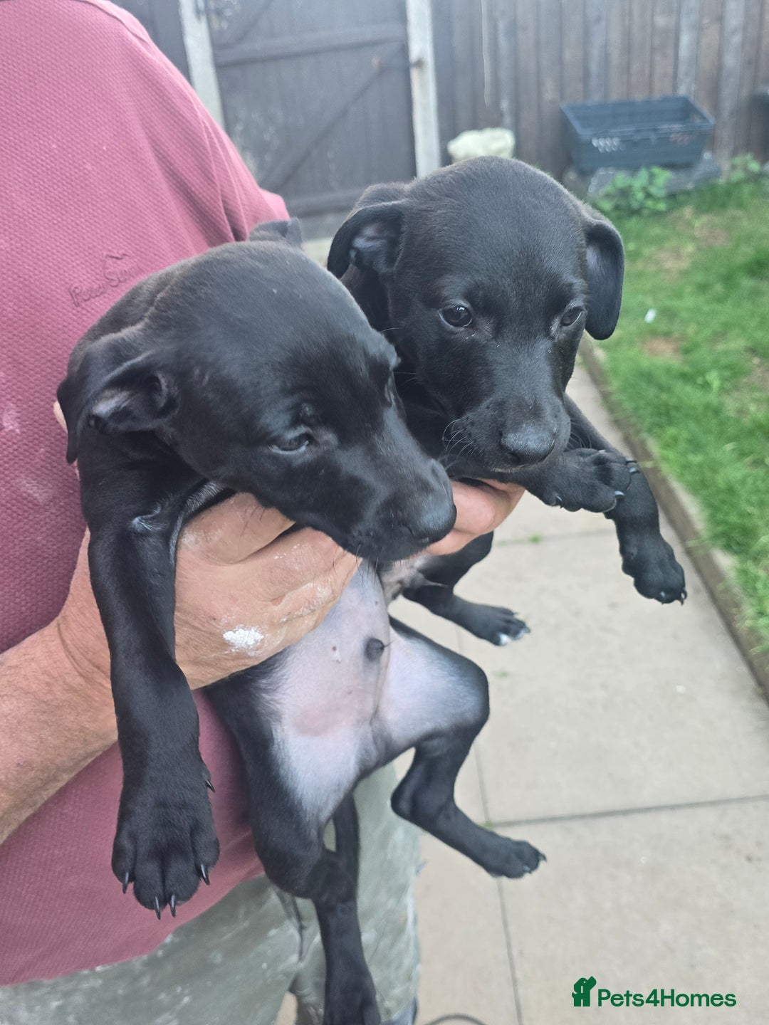 Mixed Breed dogs for sale:  Whippet × Patterdale Dog Pups - Image 4