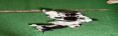 Mixed Breed 1