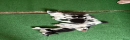 Mixed Breed cats for sale: Kittens  in Wallasey - Advert 2