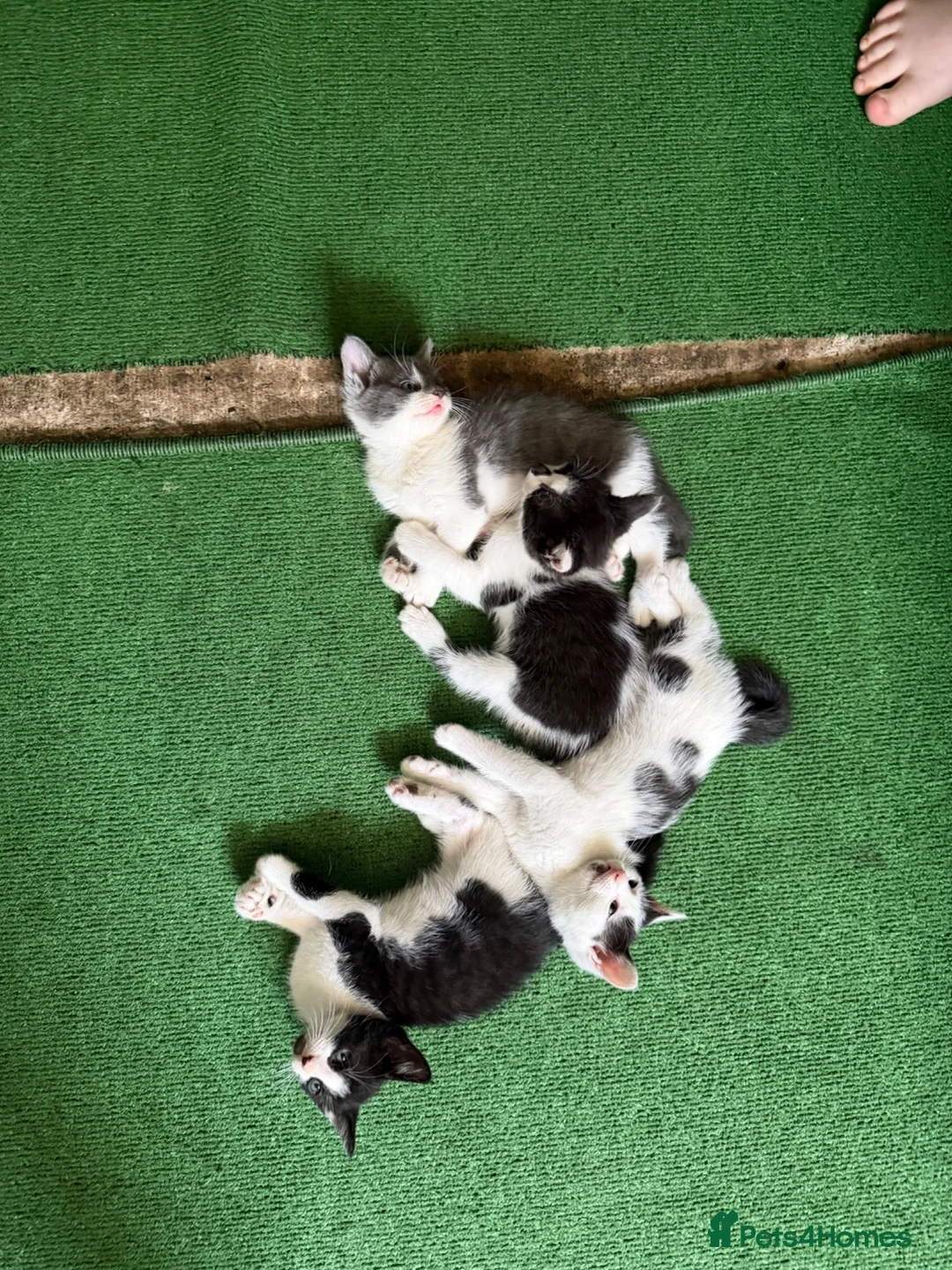 Mixed Breed cats for sale: Kittens  in Wallasey - Advert 2