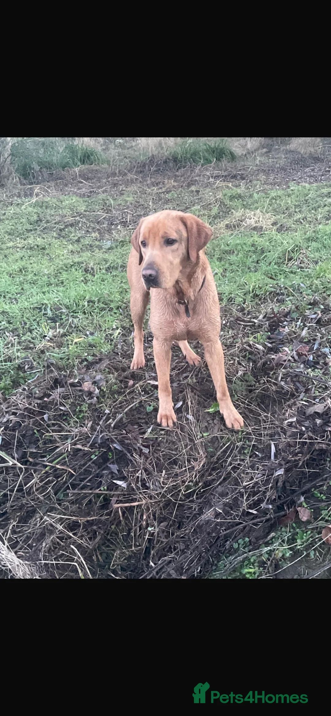 Labrador Retriever dogs for sale: Lovely family dog seeking an active home  - Advert 4