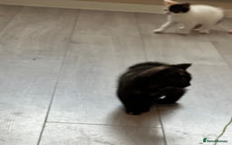 Mixed Breed cats for sale: Kittens ready for forever home  - Image 6