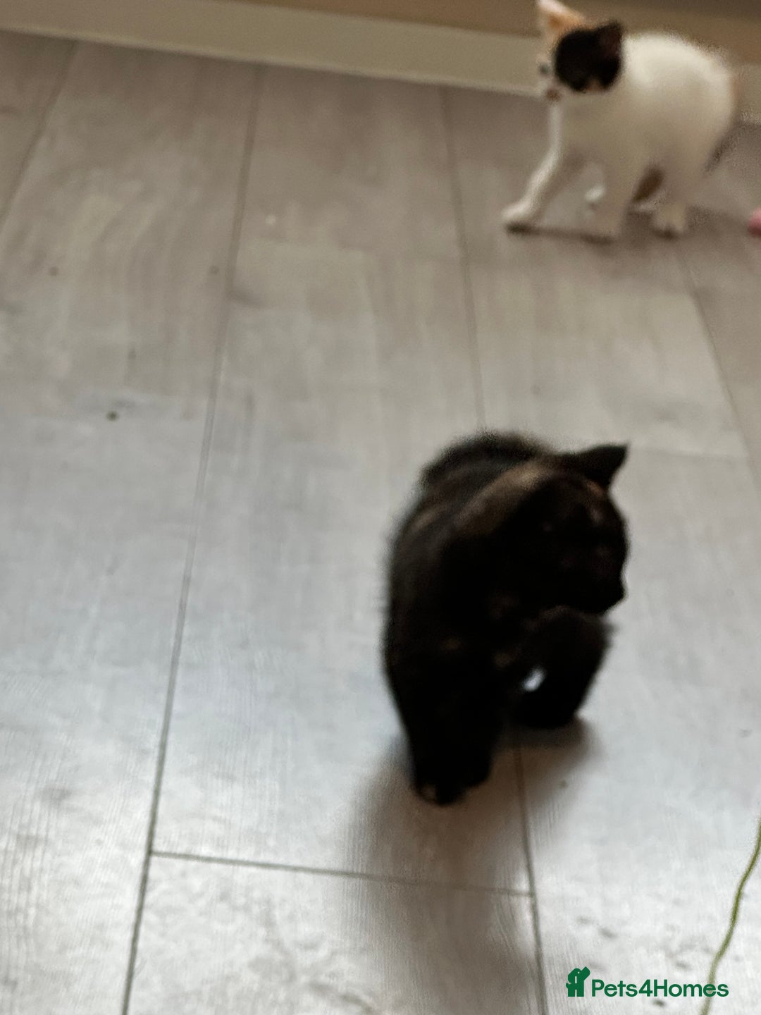 Mixed Breed cats for sale: Kittens ready for forever home  - Image 6