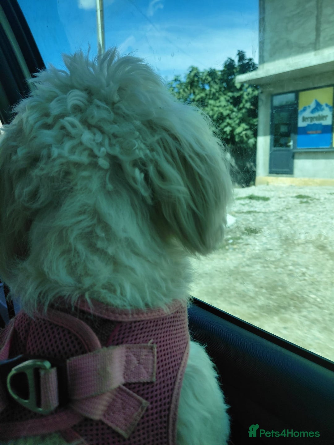Bichon Frise dogs for adoption: ALBANO, a Lovely Bichon Boy - for a Loving Home - Image 19