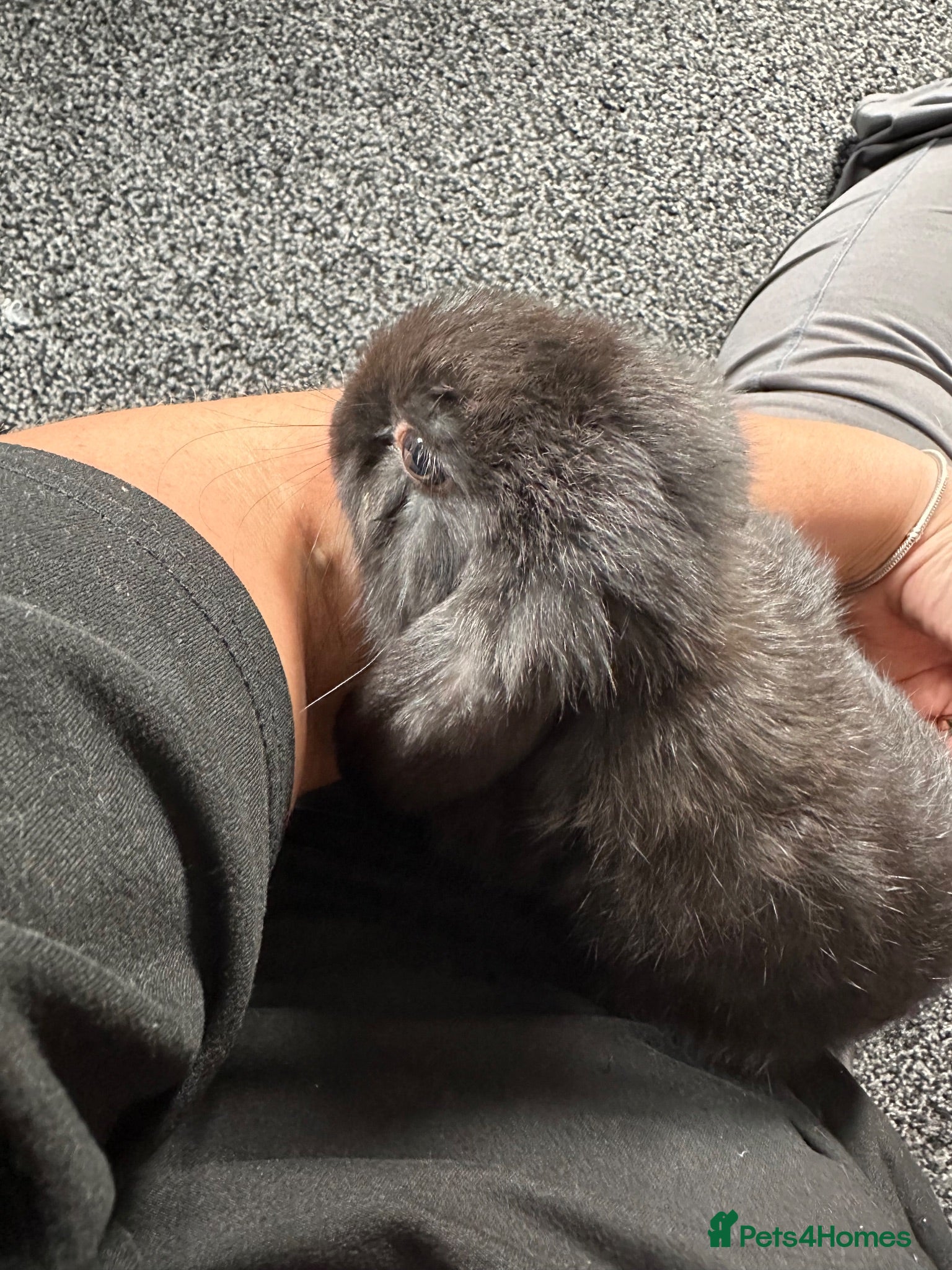 Mini Lop rabbits Baby mini lops - Advert 1