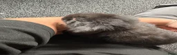 Mini Lop rabbits for sale: Baby mini lops - Advert 1