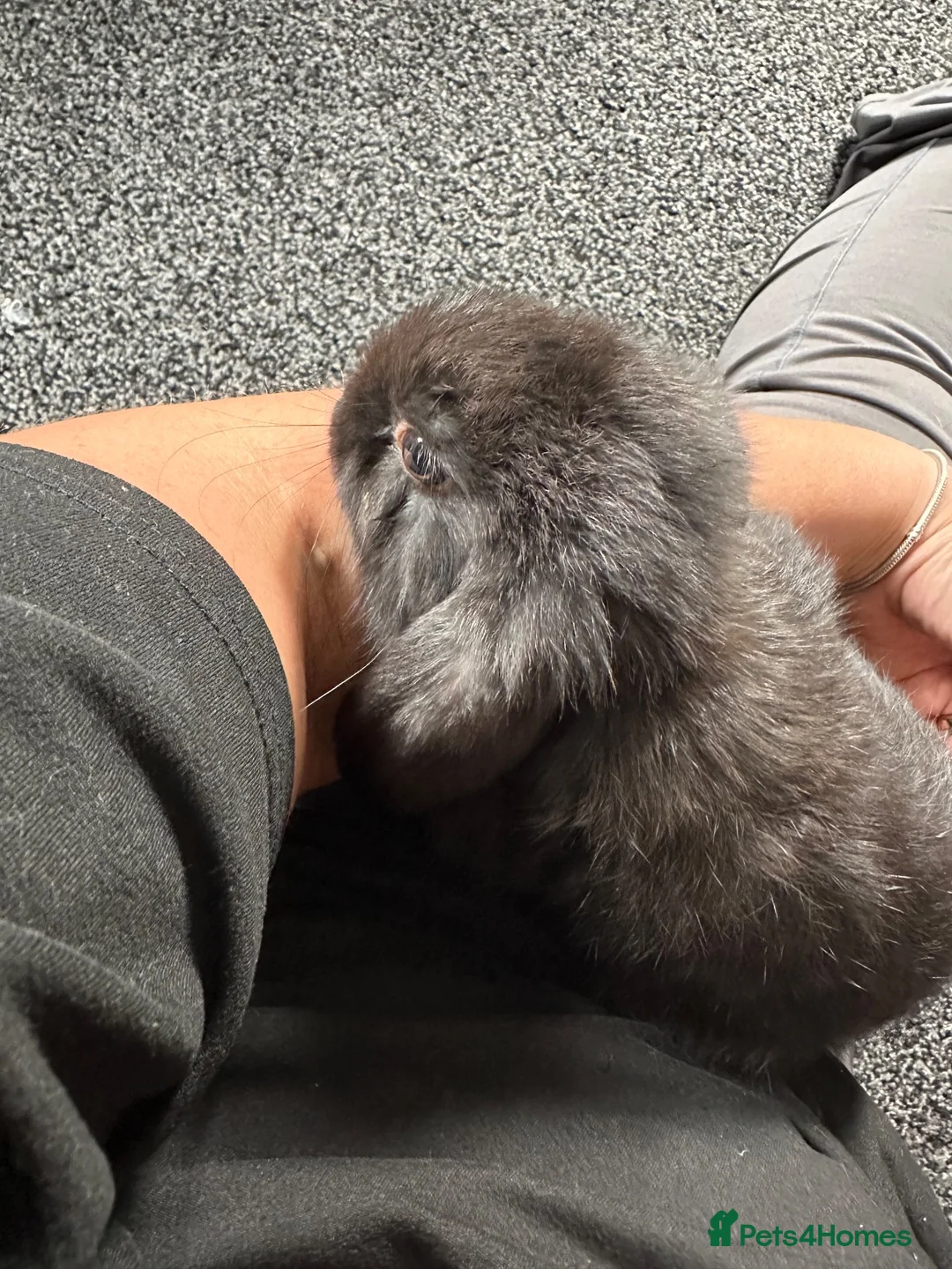 Mini Lop rabbits for sale: Baby mini lops - Advert 1