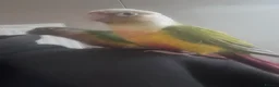 Conures birds for sale: Conure green cheek and pineapple  - Advert 3