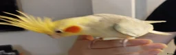 Cockatiels birds for sale: Hand tame pied lutino female 3.5 y/o - Advert 6