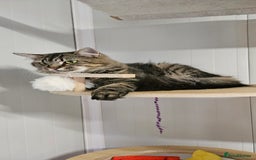 Domestic Shorthair cats for sale: Cat for Adoption  - Image 1