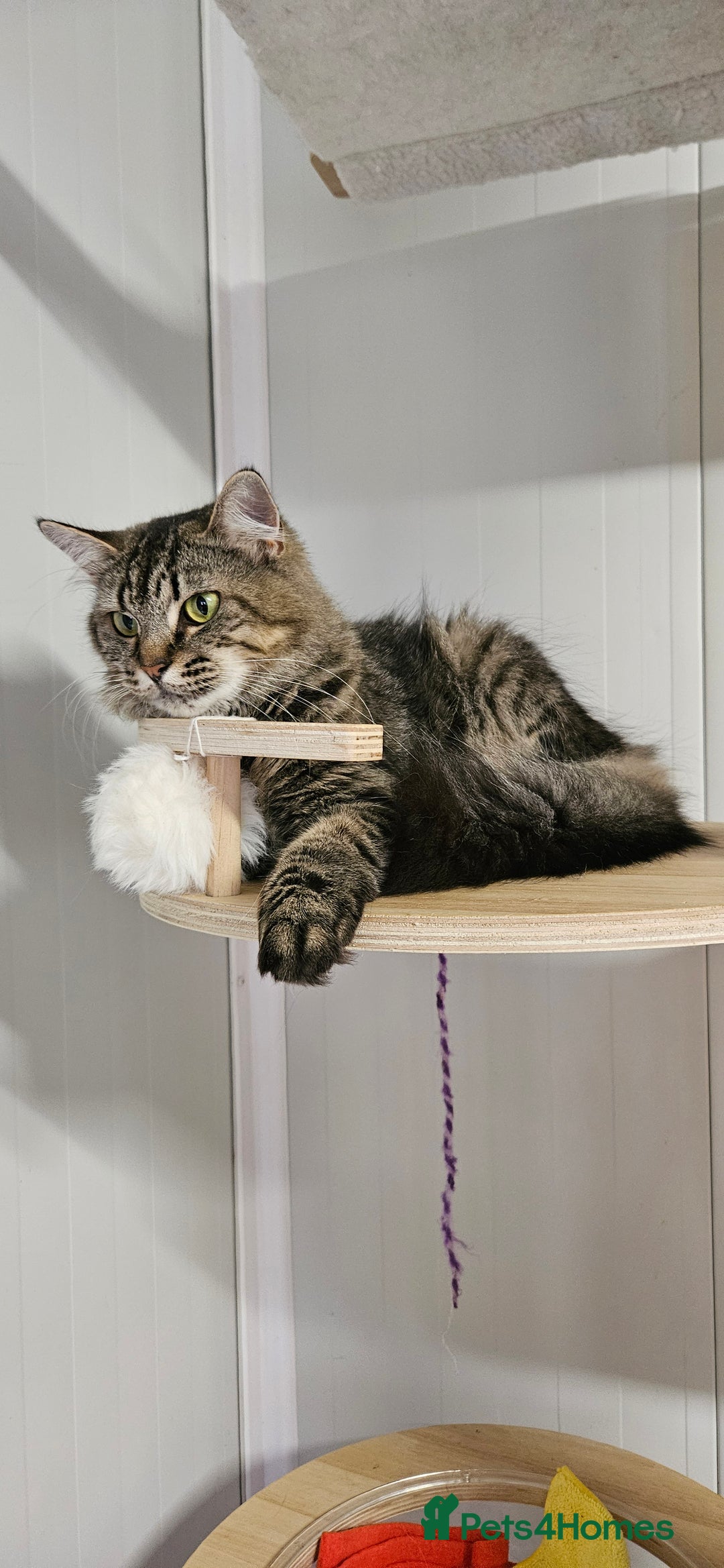 Domestic Shorthair cats for sale: Cat for Adoption  - Image 1