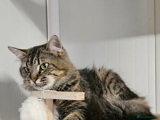 Domestic Shorthair cats - Advert 3