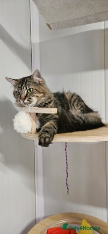 Domestic Shorthair cats - Advert 3