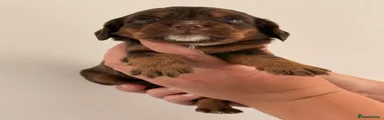Cocker Spaniel 4