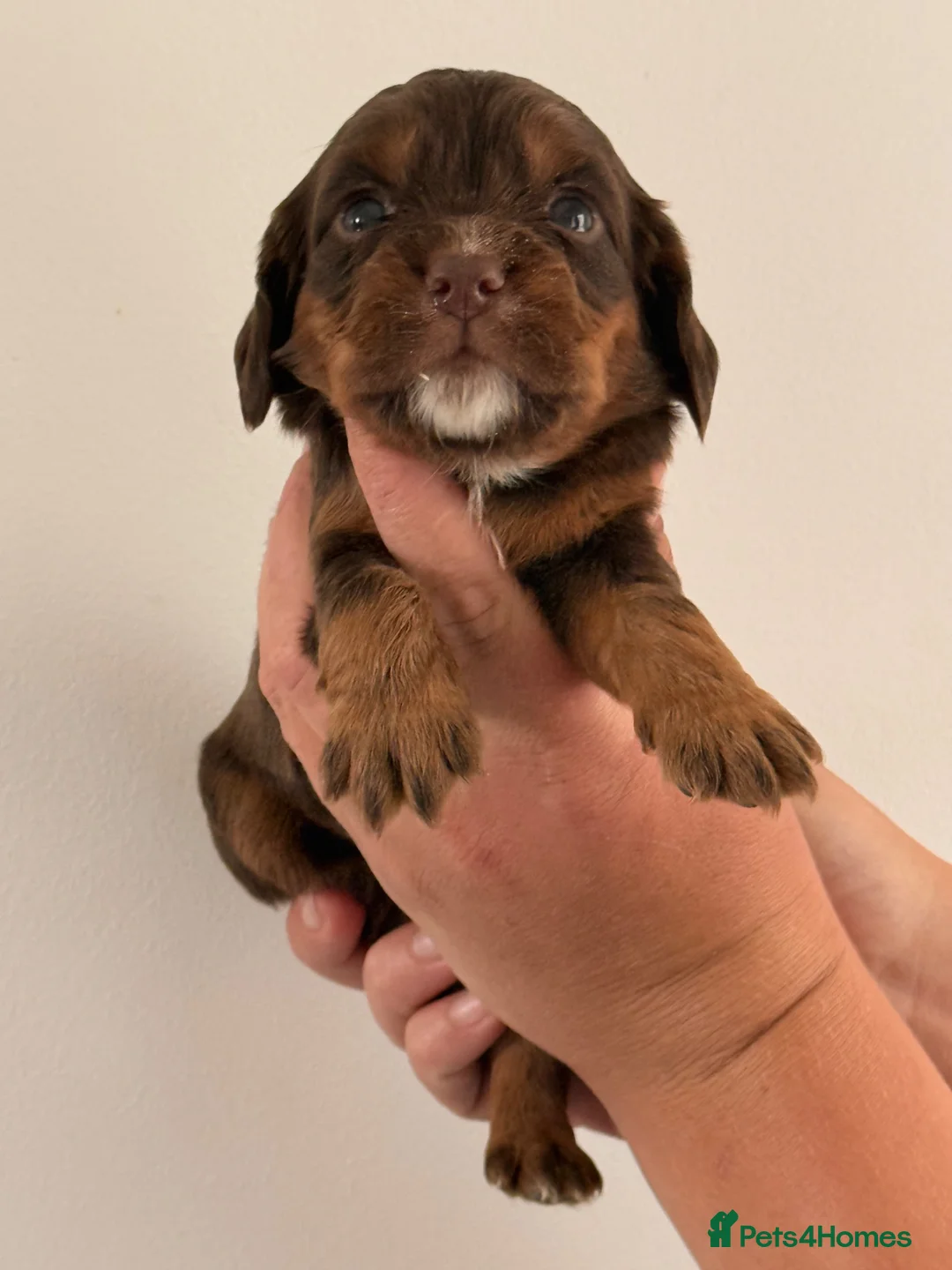 Cocker Spaniel dogs for sale: Show Type Cocker Spaniel Puppies - Advert 2