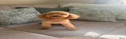 Toy Poodle dogs for stud: For stud  - Advert 3