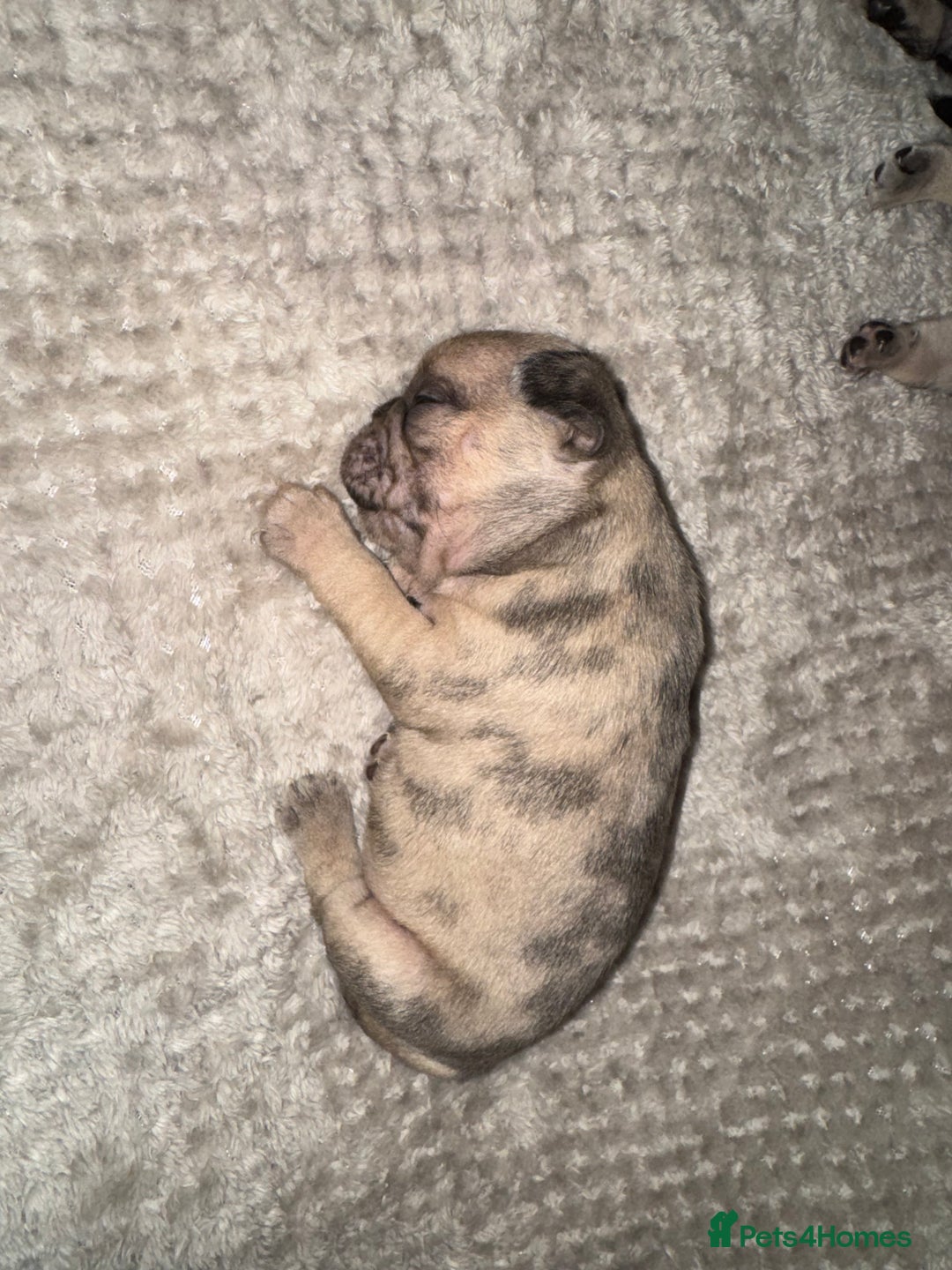 Frug dogs for sale: Pug/frenchie  - Advert 10