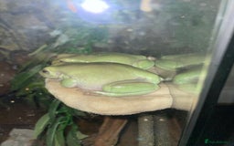 Frog reptiles for sale: Two Whites Tree Frogs and Exo Terra Terrarium  - Image 6