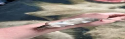 Mouse rodents for sale: Female mice  - Advert 5