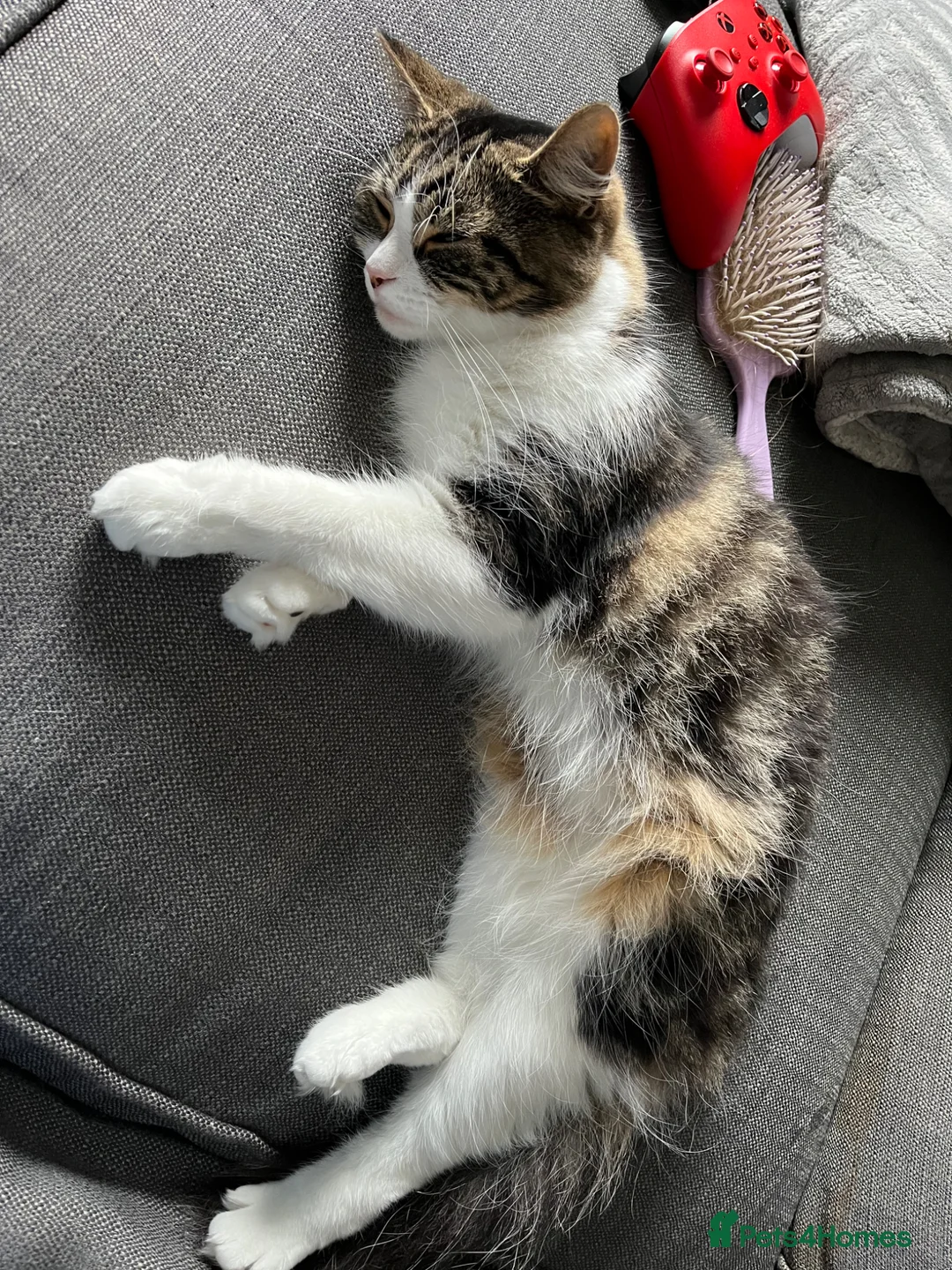 British Longhair cats for sale: Female long hair cat in Bathgate - Advert 2