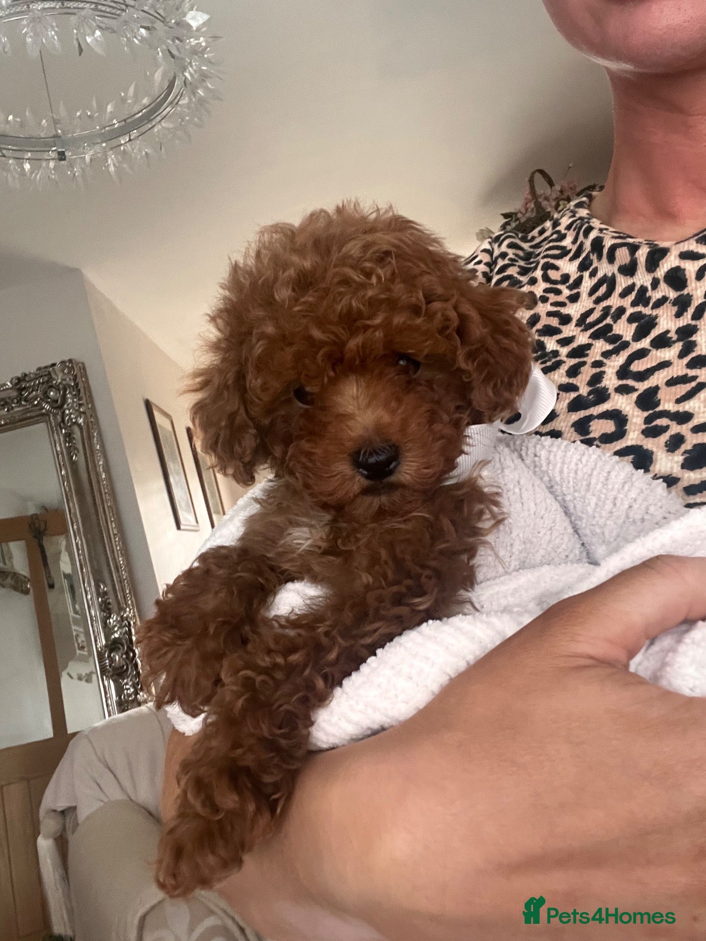 Toy Poodle dogs Red toy poodle puppies  - Advert 21