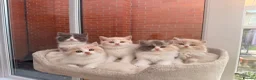 British Shorthair cats for sale: Stunning GCCF British Shorthair Cream Bicolour Boy - Advert 13