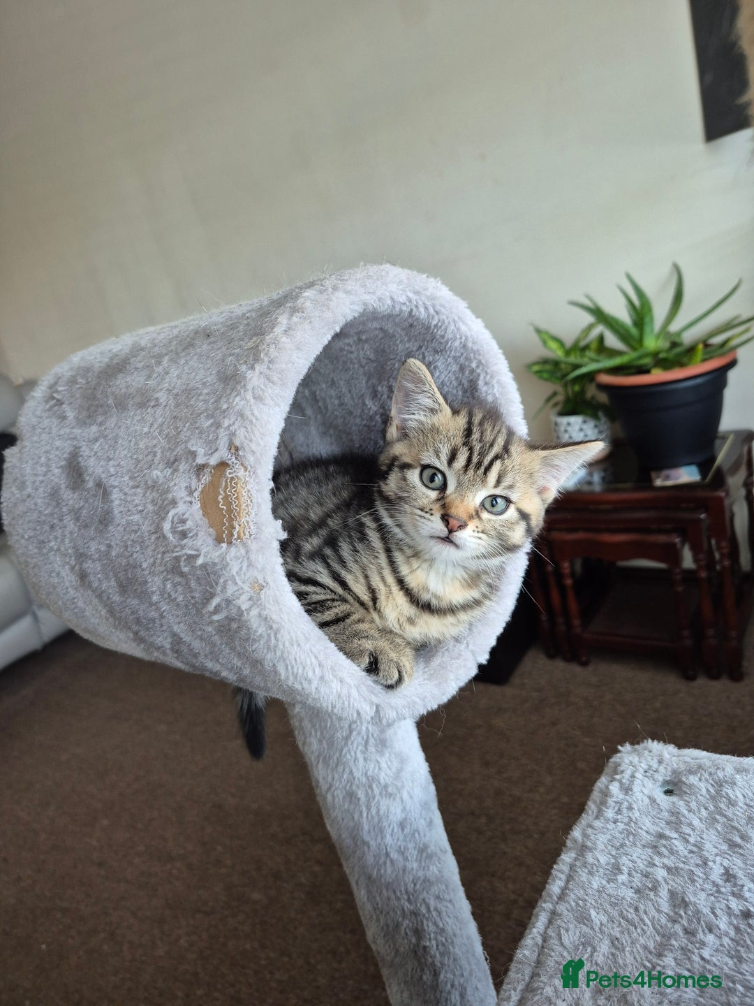 British Shorthair cats for sale: FOUND NEW HOMES - CUTE BROWN TABBY KITTEN  - Image 10