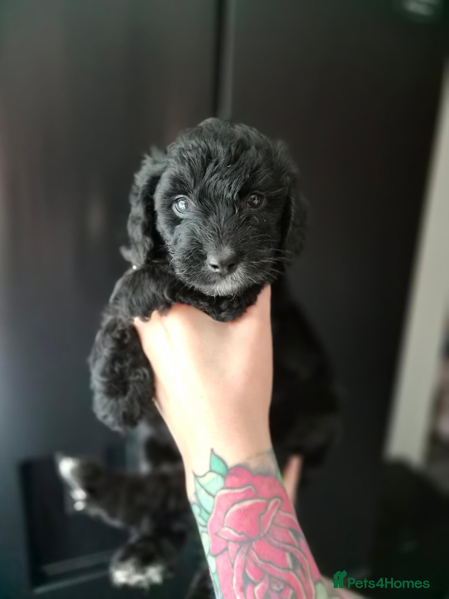 Cockapoo dogs for sale: LAST BOY LEFT ✨️ F1 COCKAPOO PUPPIES ✨️ - Advert 2