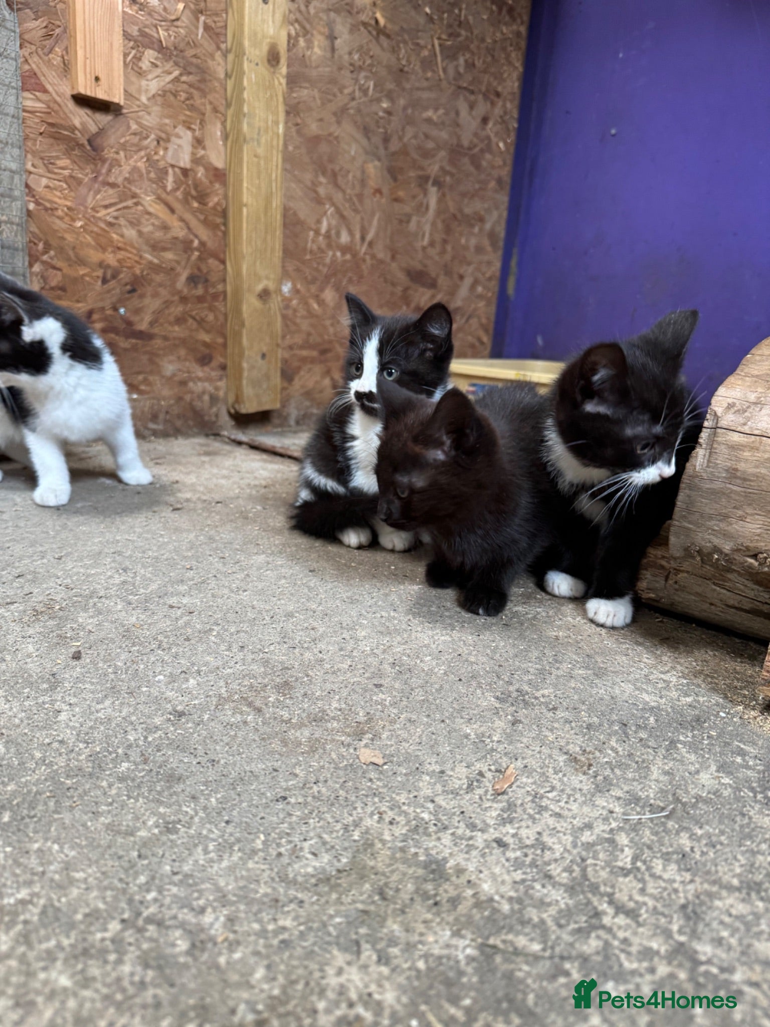 British Shorthair cats Kittens for sale - Advert 1