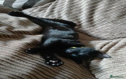 Mixed Breed cats for sale: Female Black 4 months old - Image 4