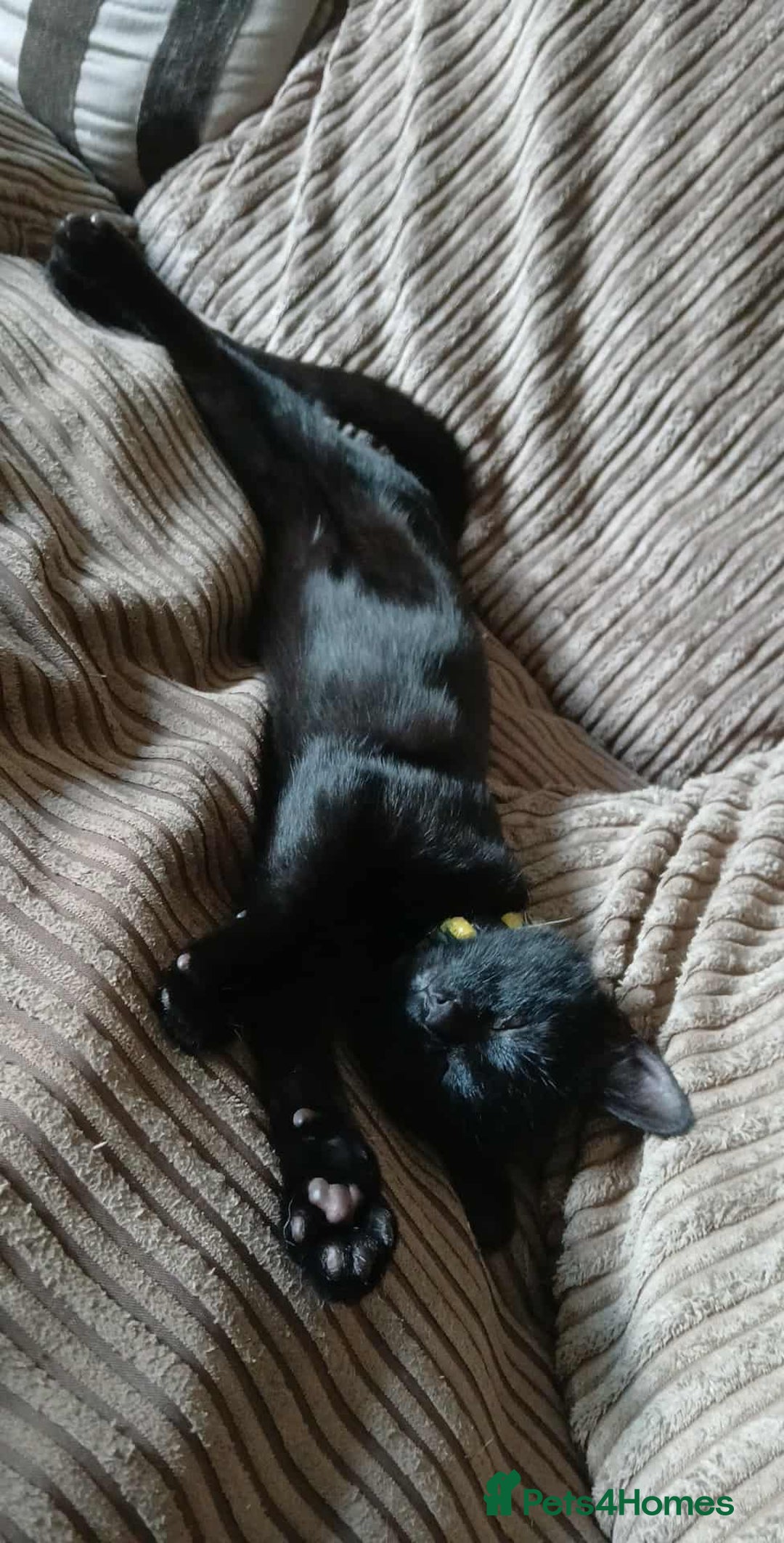 Mixed Breed cats for sale: Female Black 4 months old - Image 4