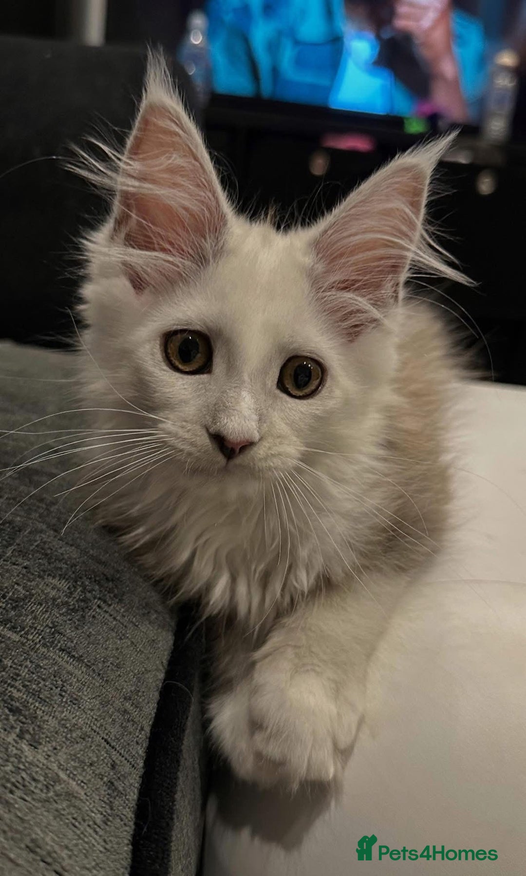 Maine Coon cats for sale: Gorgeous Blue Shaded Maine Coons  - Image 4
