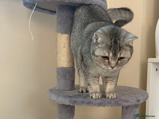 British Shorthair cats 10 months British short hair - Advert 4