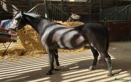 Welsh Section B horses for sale: Top class section B for sale  - Image 5