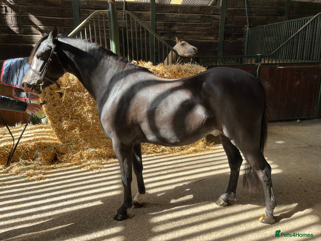 Welsh Section B horses for sale: Top class section B for sale  - Image 5