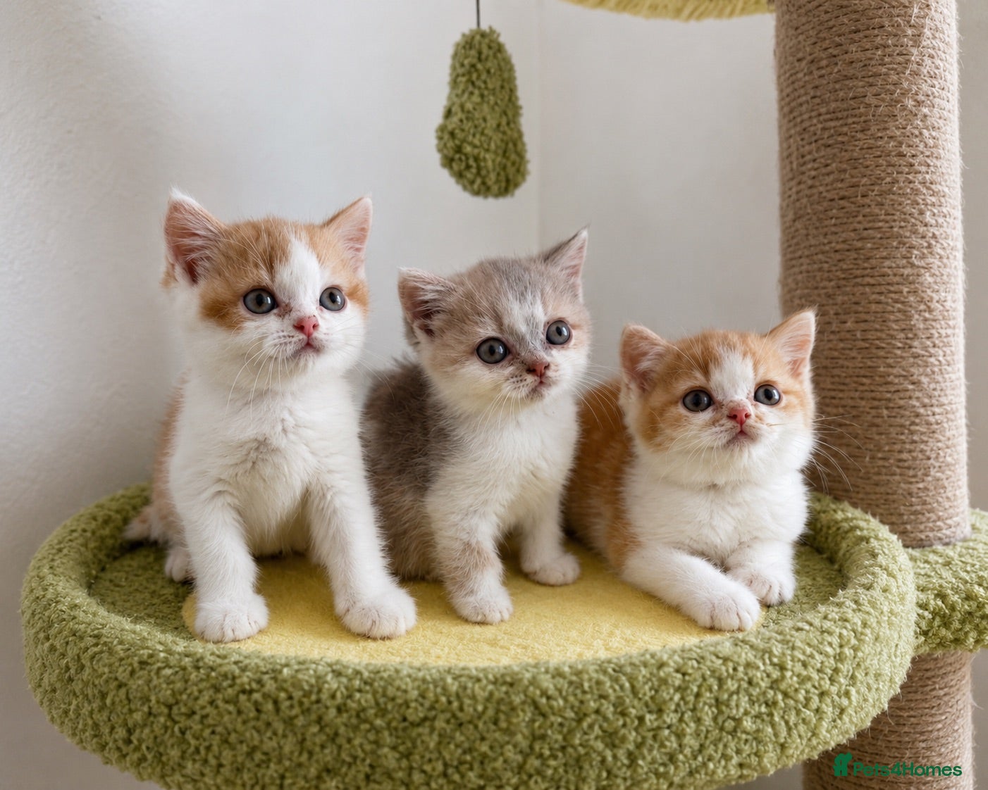 British Shorthair cats 🐻 British Shorthair Kittens TICA REG 🐻 - Advert 6